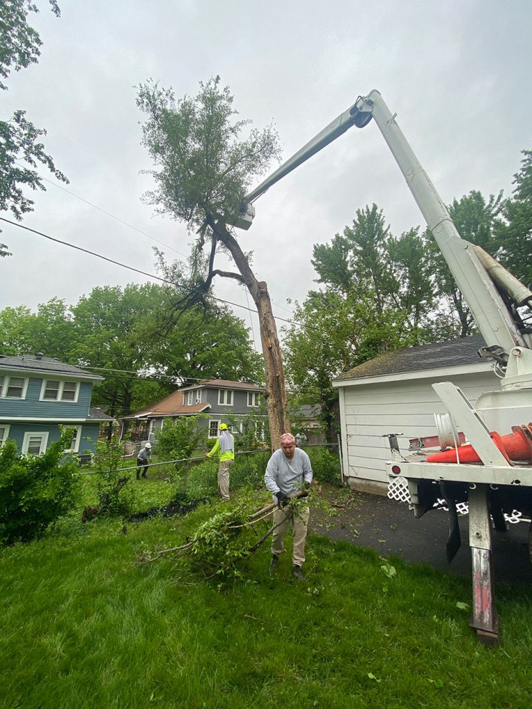 tree removal contractor