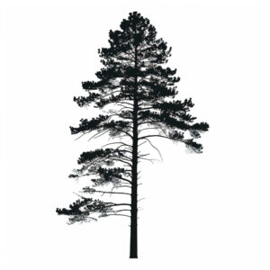 Dormant Season Pruning: The Best Time for Pine Tree Care