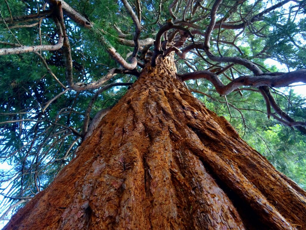 Average Cost to Cut Down a 30-Foot Tree