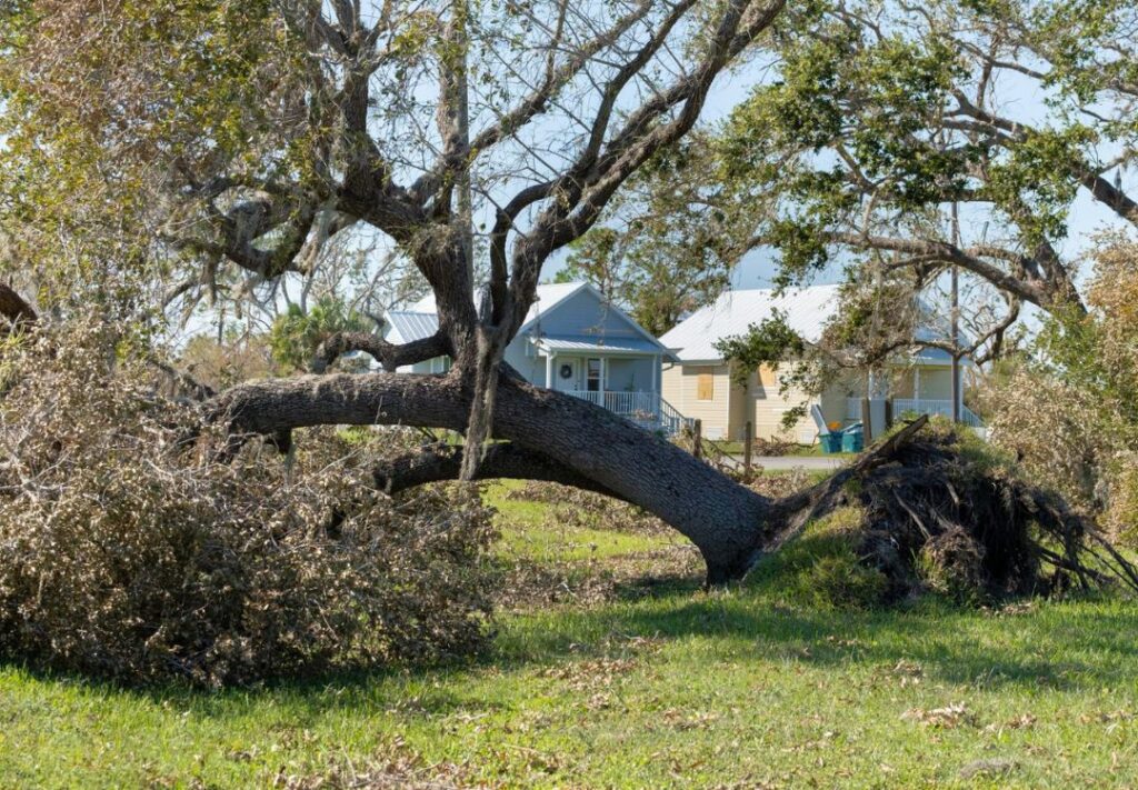 A tree has fallen now Who is responsible for fallen tree removal