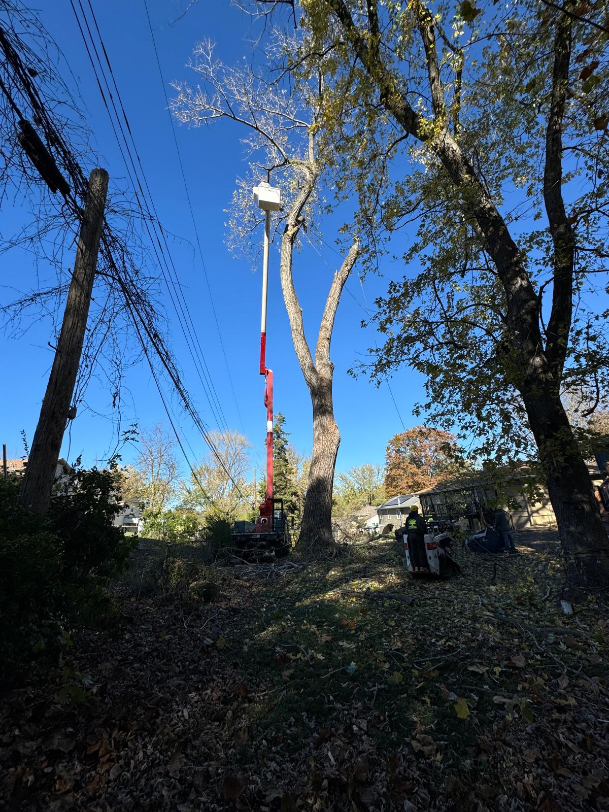 Tree Trimming Services in Fairway