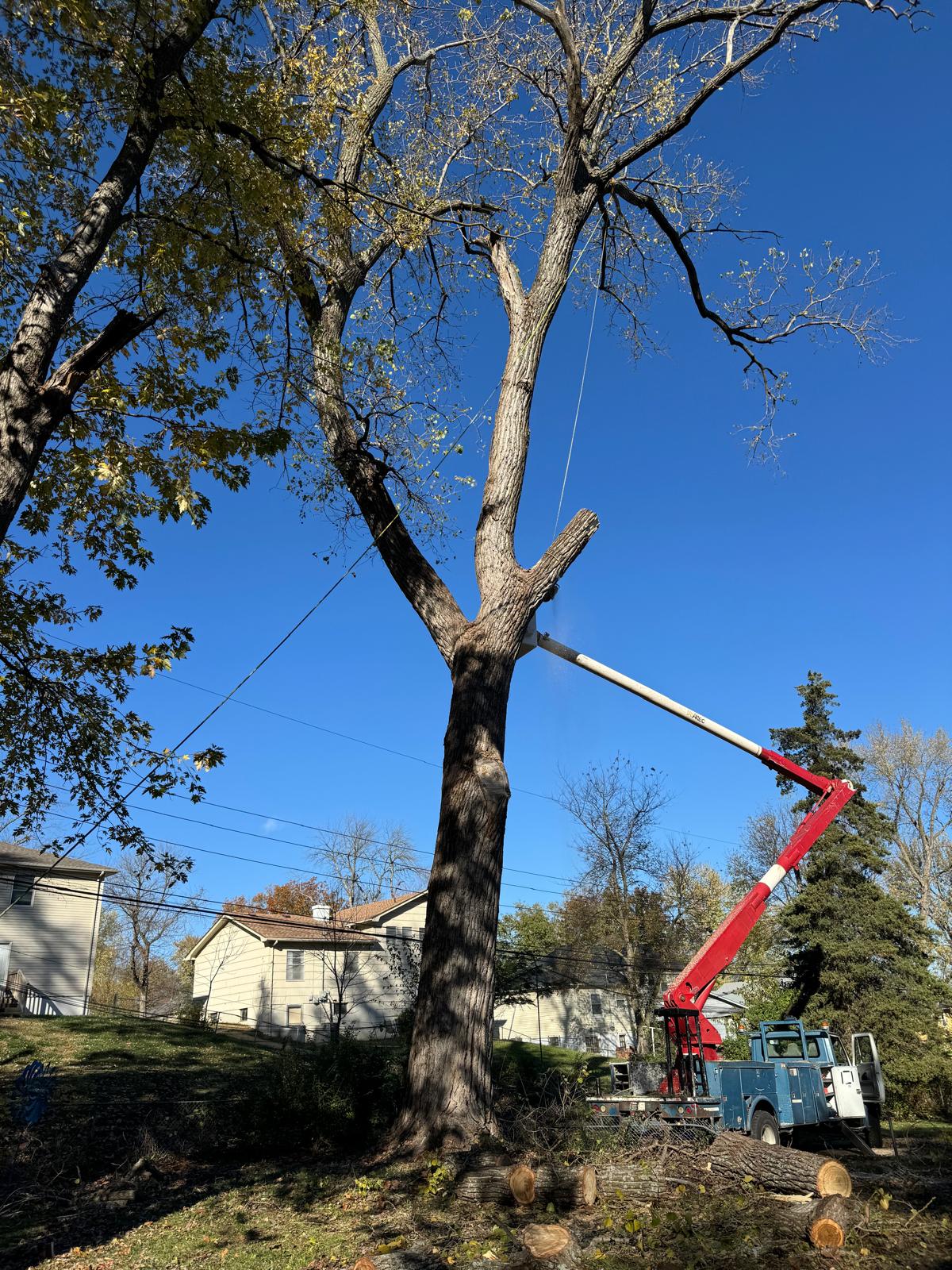 Tree Trimming Services in Leawood