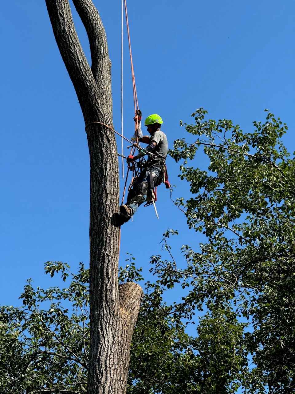large tree removal cost