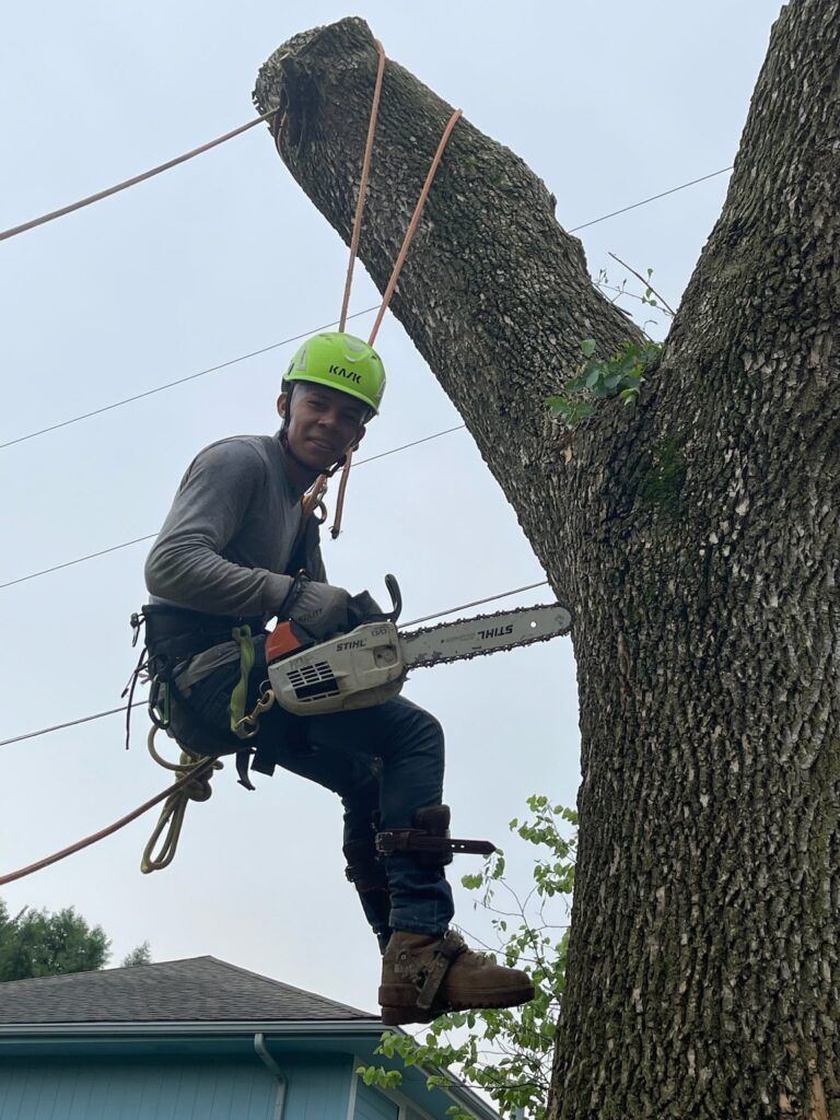 average price to cut down large tree