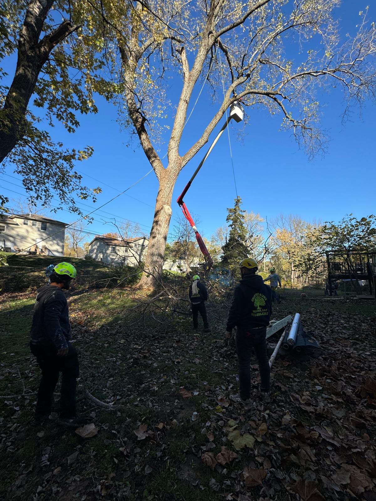 Professional arborist performing tree limb removal in Kansas City neighborhood – average cost of tree limb removal by licensed tree service.