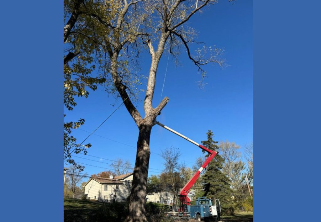 Arborist in a cherry picker pruning a tall tree with remaining yellow leaves in an urban setting.
Average Cost for a Tree Removal