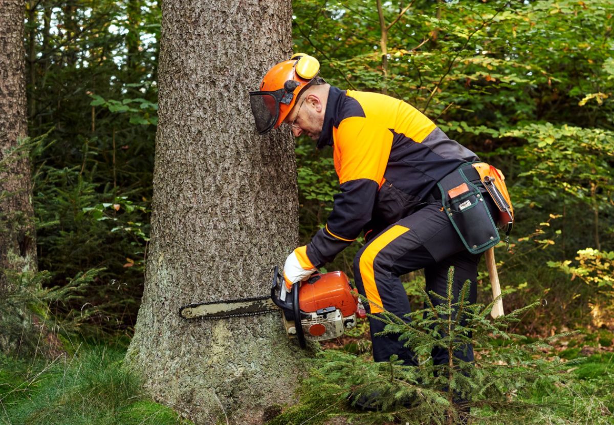 Arborist using a chainsaw to cut down a tree in a forest – average price to cut down a 40 ft tree