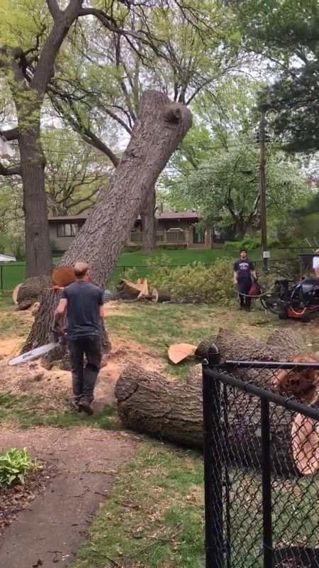 Professional arborists cutting a large fallen tree in a residential yard, illustrating down tree removal cost considerations such as labor, equipment, and tree size. 
