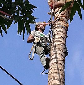 An arborist is climbing a tall palm tree with safety gear during the removal process, representing professional service and typical palm tree removal cost. 