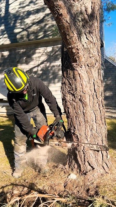 How To Avoid Overpaying For An Tree Removal In St. Clairsville, OH
 thumbnail