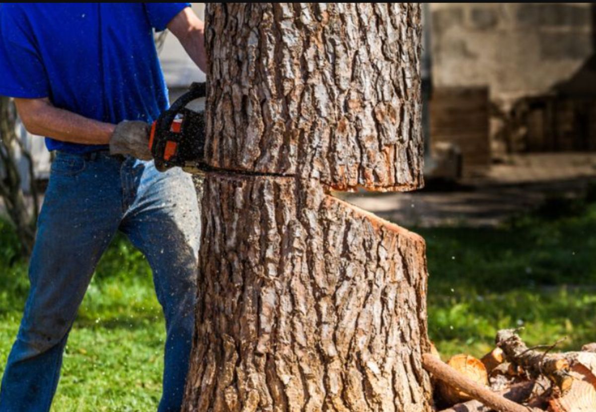 How To Save Money On An Tree Clearing In Haltom City, TX
 thumbnail