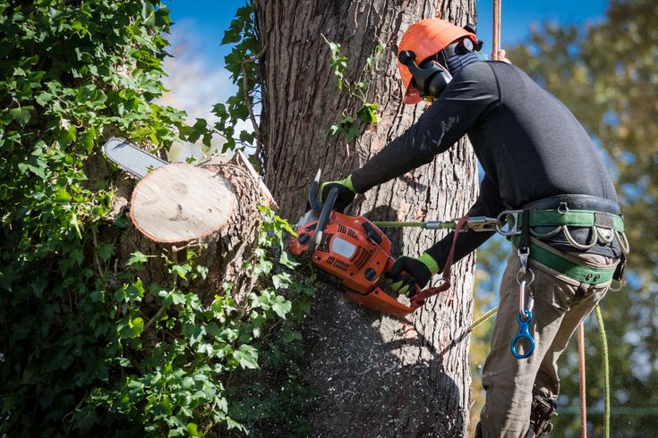An arborist using a chainsaw to trim a large tree – professional tree service showing the process and factors involved in big tree trimming cost. 
