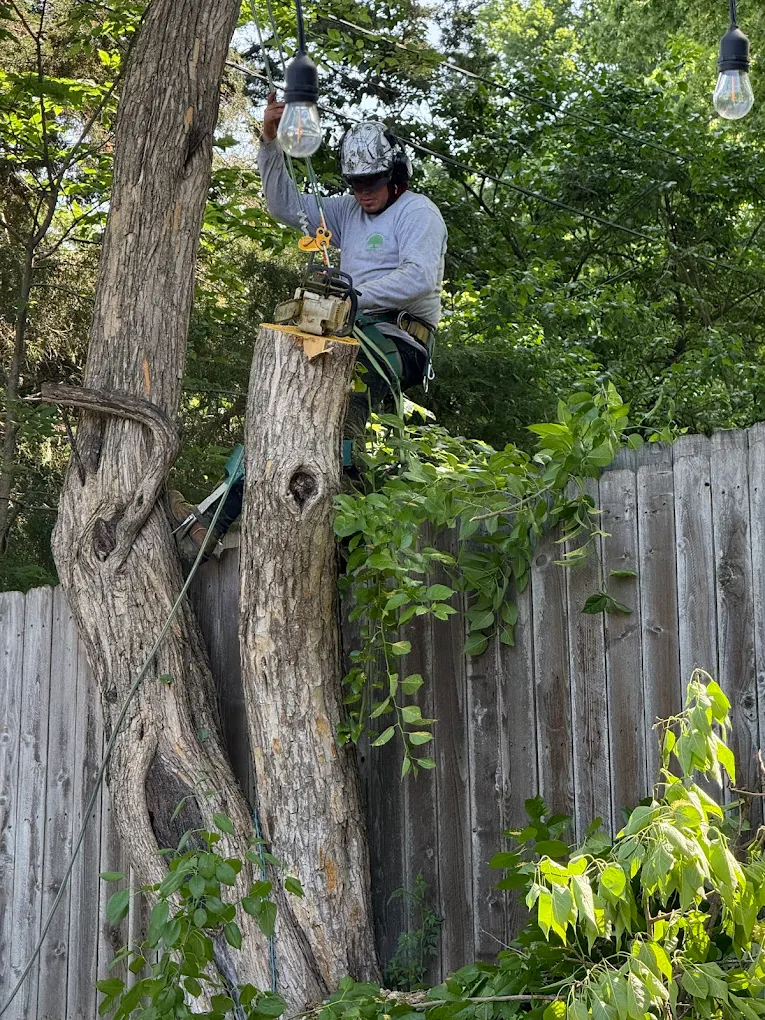 An arborist is performing low cost tree removal by cutting a large tree near a wooden fence using a chainsaw and safety gear. 
