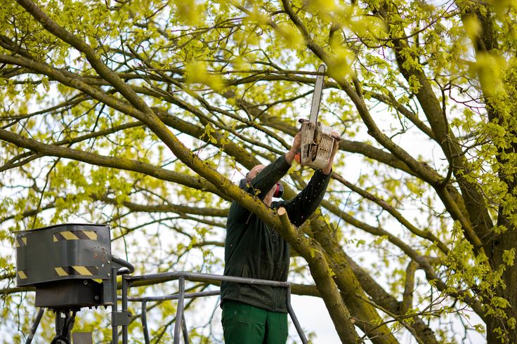 oak tree pruning cost