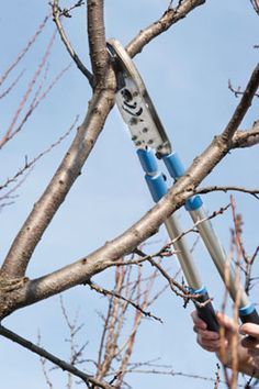 Reducing tree pruning cost with precision trimming using professional loppers by Omar Tree Services LLC 