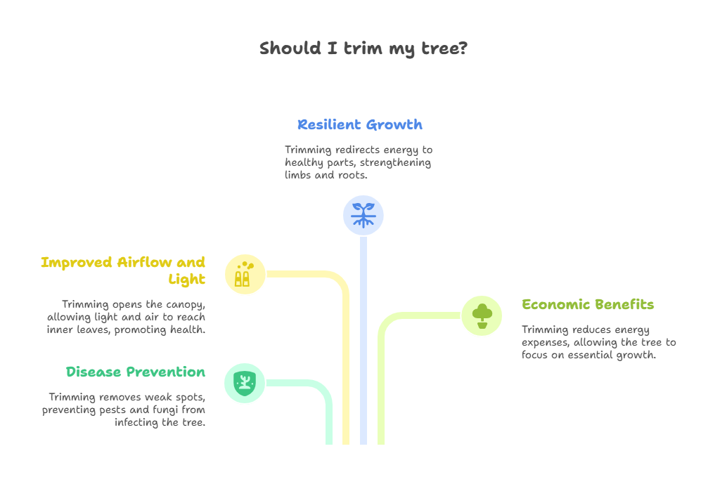 understanding-the-connection-between-trimming-and-tree-health