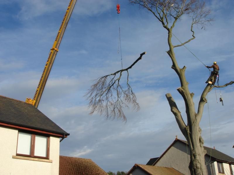 Why Tree Diseases Matter 