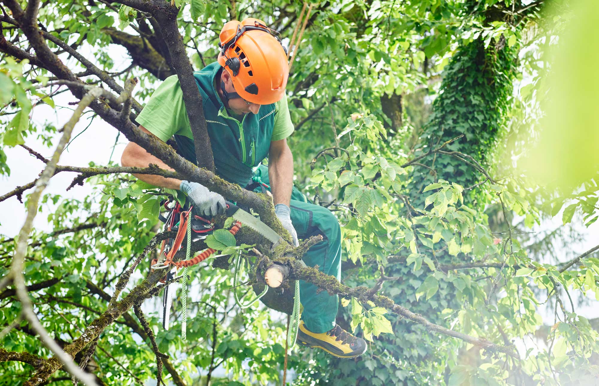 Enhancing Tree Trimming Symmetry Through 