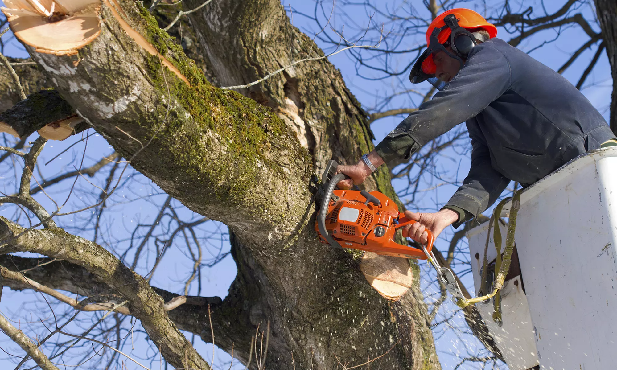 Tree Removal Cost in Kansas City