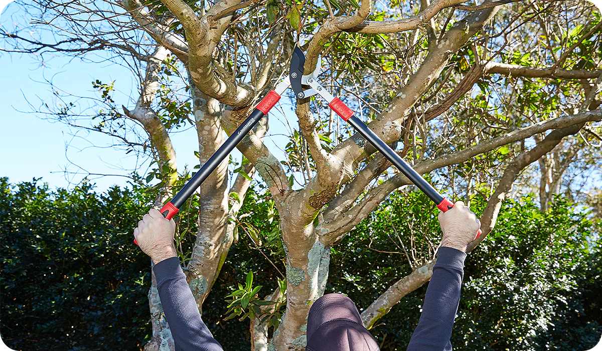 Trimming to Prevent Disease Spread