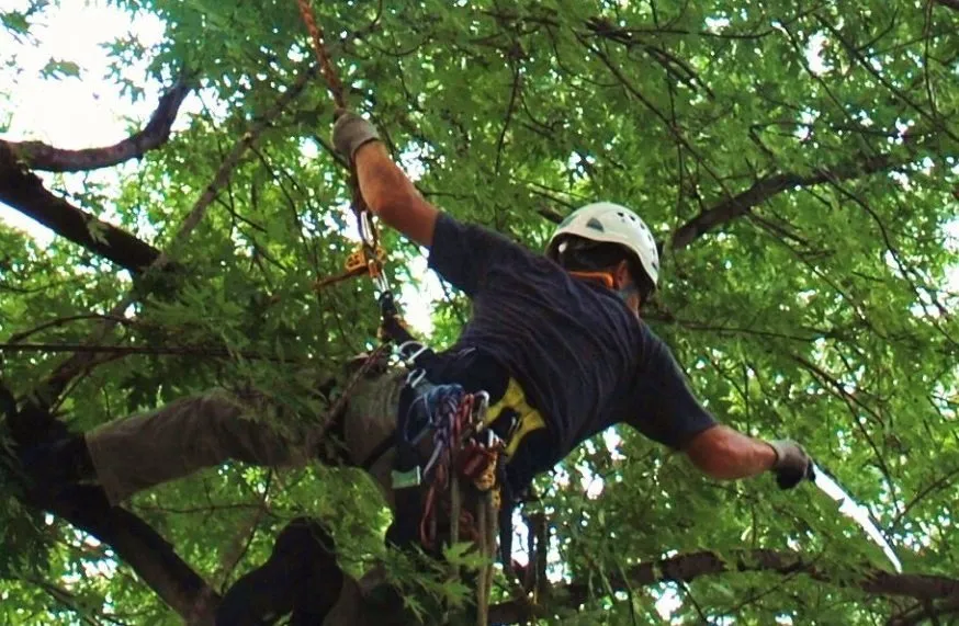 Improve Tree Trimming Structure Fast