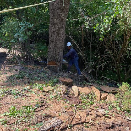 tree removal contractor kansas city